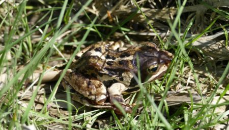 Großer Grüner Frosch Im Gartenteich Mit Schöner Reflexion an Der  Wasseroberfläche Zeigt Froschaugen Im Gartenbiotop in Makroansich Stockfoto  - Bild von auge, umgebung: 220270960