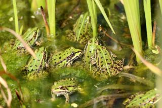 Quakende Frösche im Teich