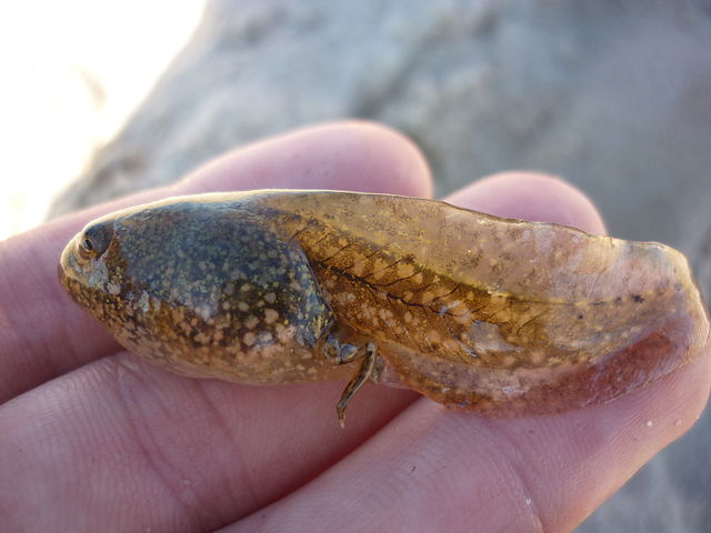 Seefrosch Kaulquappe