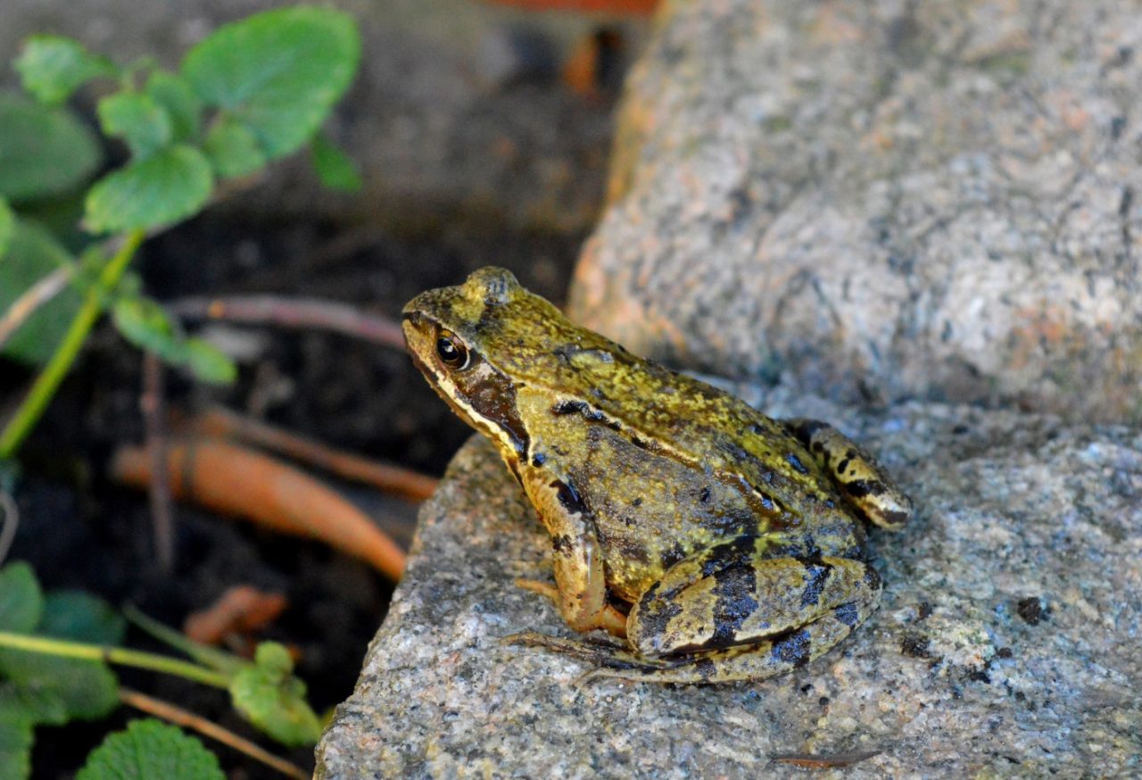 Springfrosch Steckbrief, Lebensraum, Ernährung und Fortpflangung