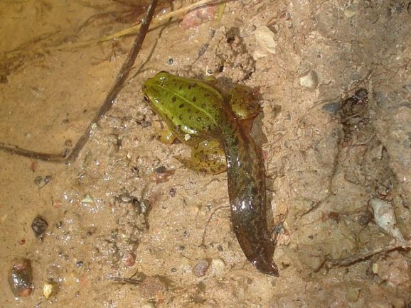 Die Entwicklung der Kaulquappen Gartenteich Ratgeber