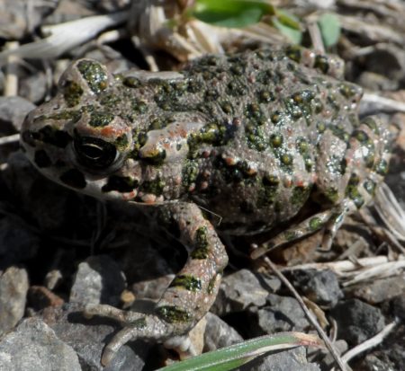 Großer Grüner Frosch Im Gartenteich Mit Schöner Reflexion an Der  Wasseroberfläche Zeigt Froschaugen Im Gartenbiotop in Makroansich Stockfoto  - Bild von auge, umgebung: 220270960