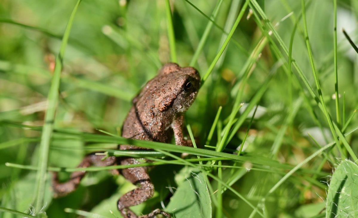 Einen perfekten Froschteich anlegen So könnte er aussehen!