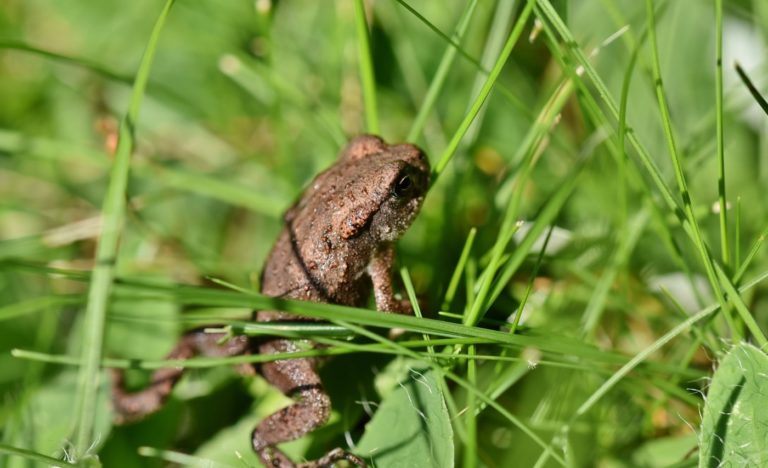 Einen perfekten Froschteich anlegen So könnte er aussehen!
