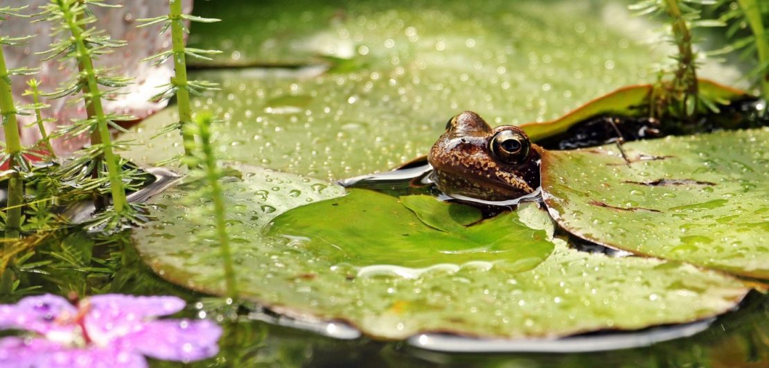 Einfach einen Froschteich anlegen