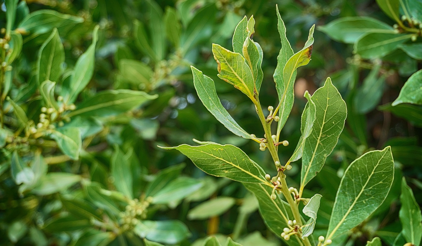 Hecken aus Hartlaubgehlzen - Gartenteich Ratgeber