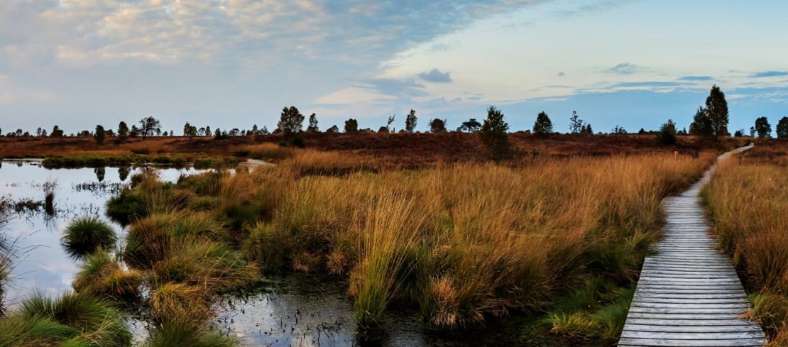 Einen Moorteich anlegen nach dem Vorbild Natur