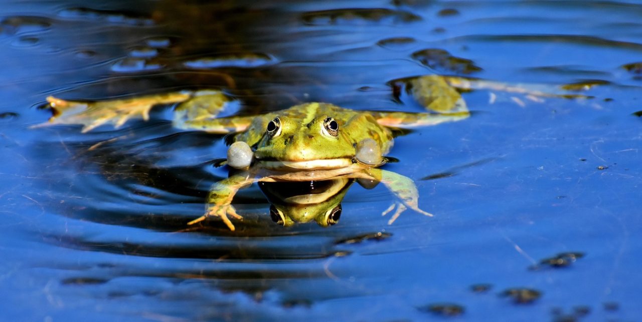 Frosch im Froschteich