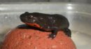 Feuerbauchmolche im Aquarium und Miniteich halten Praktische Tipps