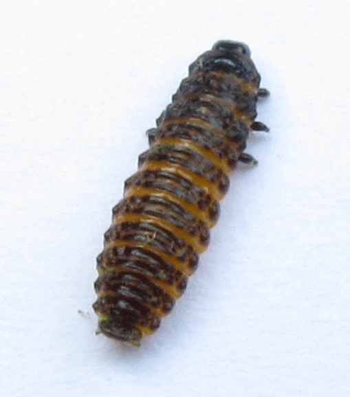 Raupe des Seerosenblattkäfers