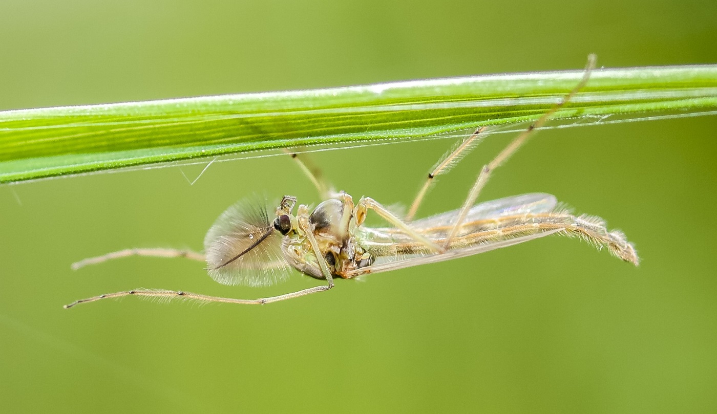 Zuckmückenlarven im Blick Aussehen, Vorkommen und Frasspuren