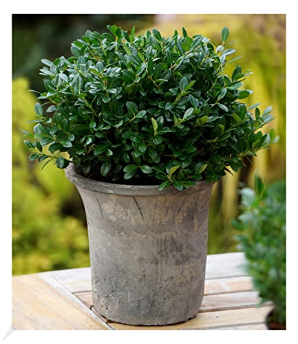 BALDUR Garten immergrün Luxus® Globe der Buchs-Ersatz, 1 Pflanze, dunkelgrüne Stechpalme, bekommt keine giftigen Beeren, winterhart, für Standort im Schatten geeignet, Ilex crenata