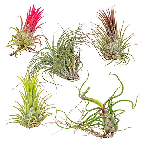 5x Tillandsia Mix - Luftpflanzen echt - Quallenpflanzen - Zimmerpflanze - Tilansienpflanze - Pflegefreundlich