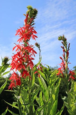 Die Wasserlobelie Lobelia dortmanna Gartenteich Ratgeber