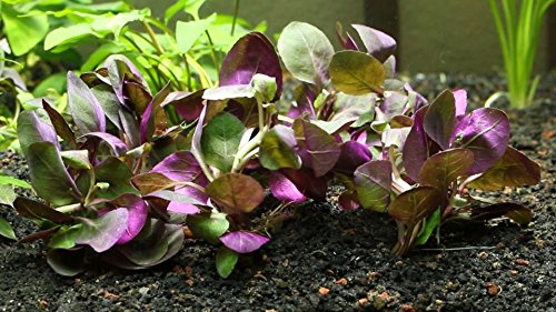 51+ Lobelia Teich, Die blüte ist rot, der blütenstand kann bis zu