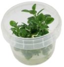 Die Wasserlobelie Lobelia dortmanna Gartenteich Ratgeber