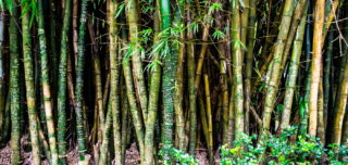 Welcher Bambus wuchert nicht