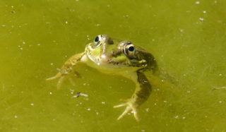 Trübes Wasser im Teich