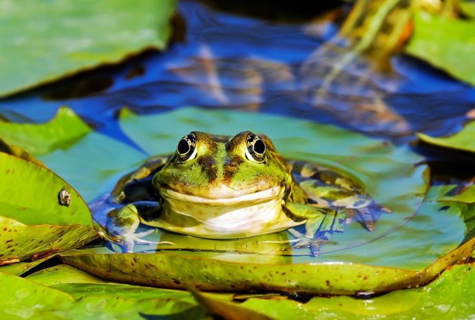Der Wasserfrosch Rana esculenta Gartenteich Ratgeber