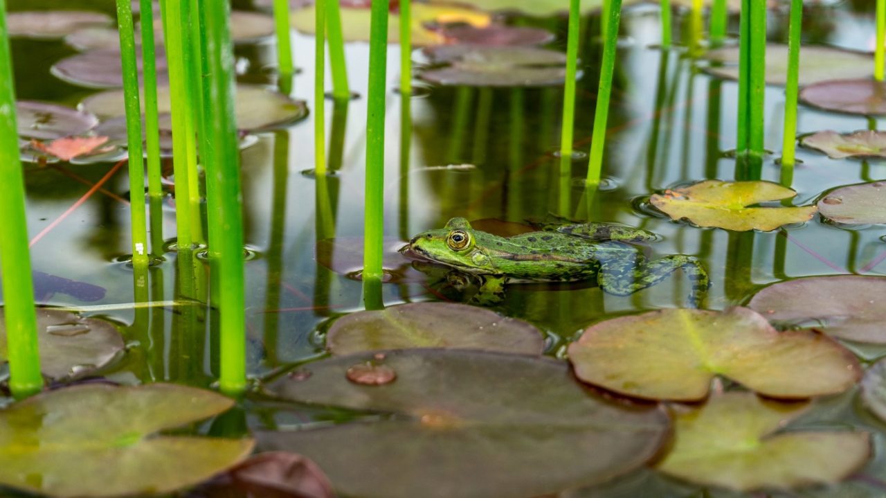 Frosch am Teichrand