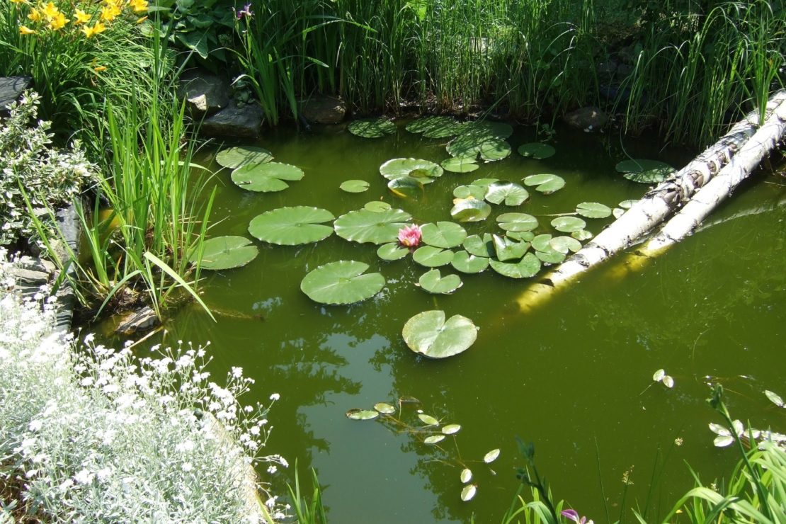 Teichrand gestalten Anhand dieser Bilder dem Teich Wirkung verleihen