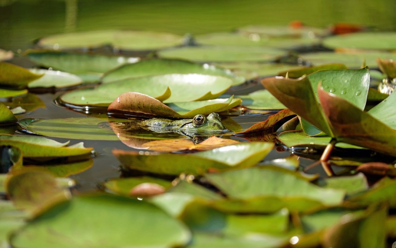 Wasserfrosch im Teich