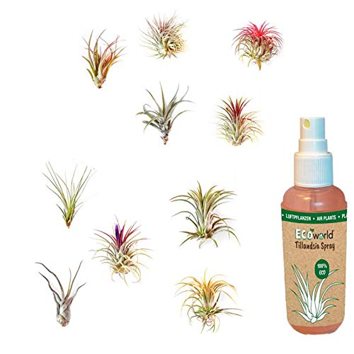 vdvelde.com - Ecoworld Tillandsia Luftpflanzen 10 Stück + Tillandsien Spray für kräftige und intensiver gefärbte Pflanzen - 10 Verschiedene Tillandsien Deko - Pflegeleicht Arten - Aus eigen Gärtnerei