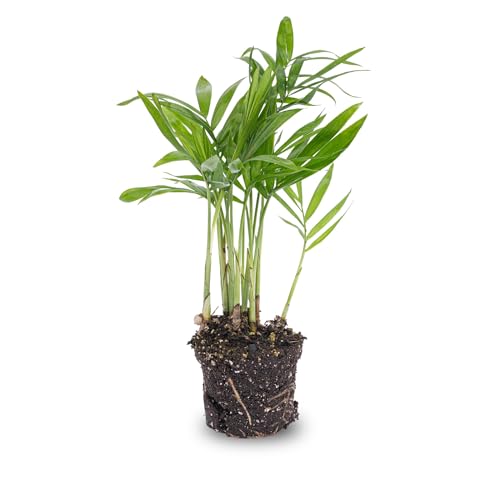urbanjngl.com - Bergpalme - Chamaedorea elegans 'baby' - Terrarienpflanze