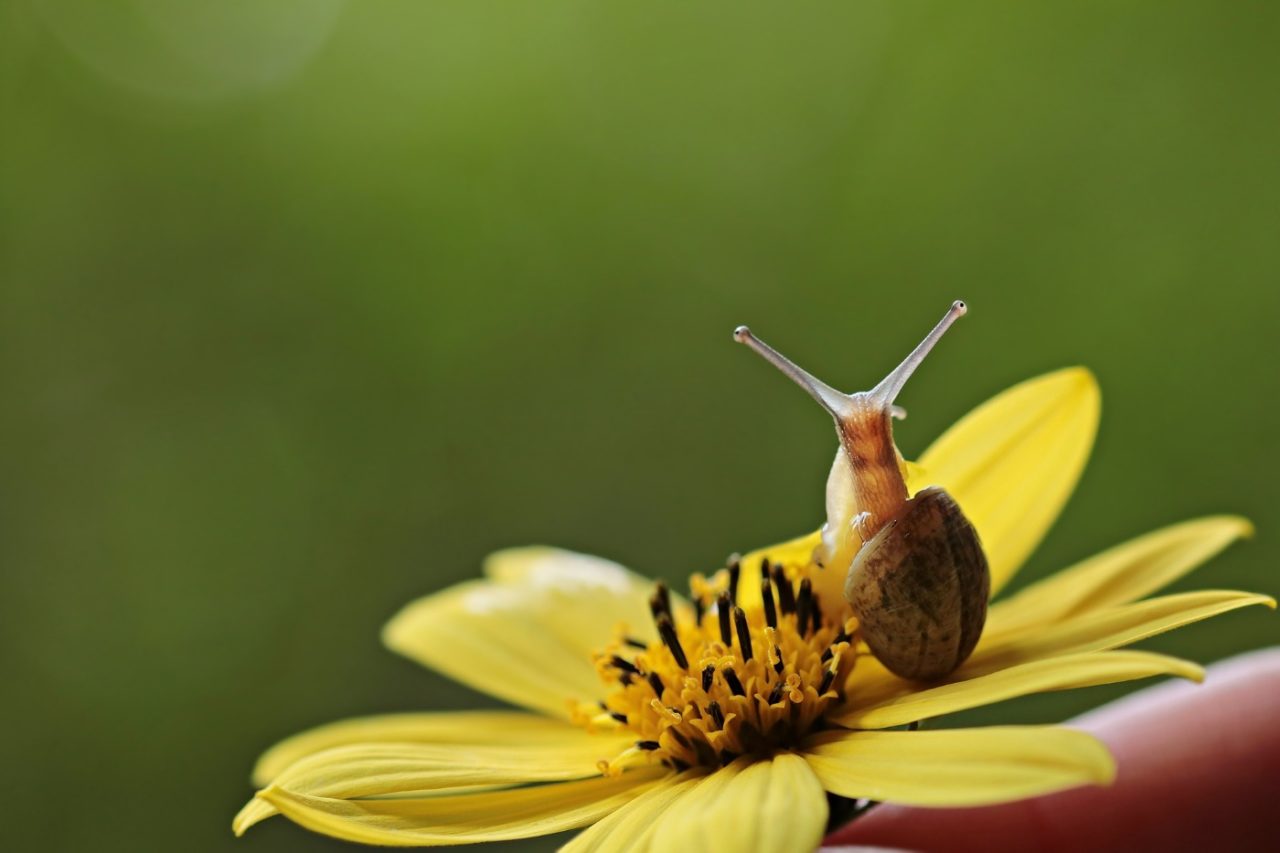 Bernsteinschnecke