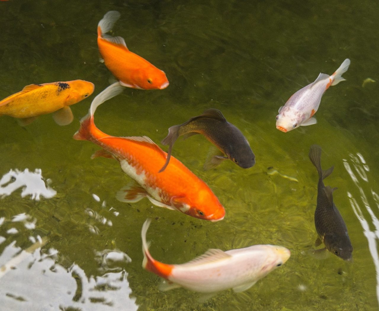 Bleiben Goldfische schwarz