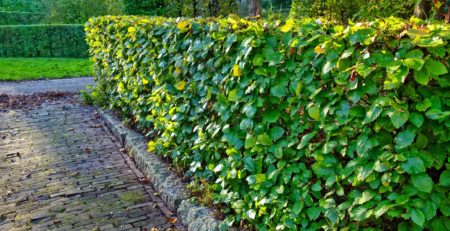 Buchenhecke im eigenen Garten