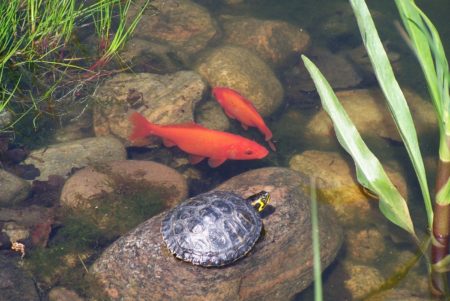 Fortpflanzung der Goldfische