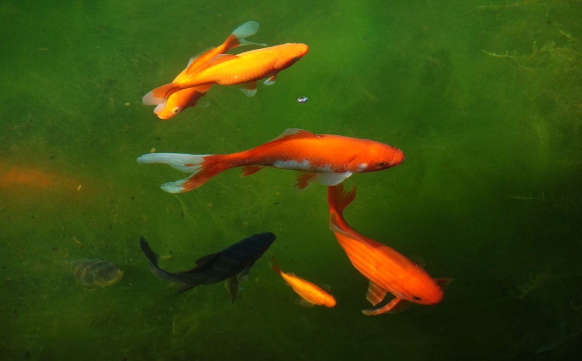 Fortpflanzung der Goldfische Gartenteich Ratgeber Fortpflanzung der Goldfische Gartenteich Ratgeber