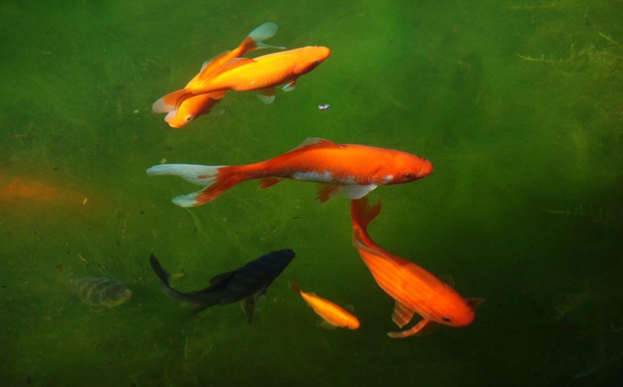 Sind junge Goldfische schwarz