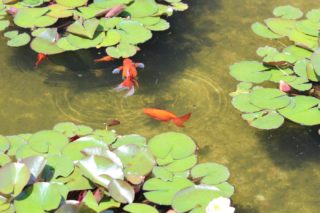 Schwimmraum und Verstecke zur Fortpflanzung