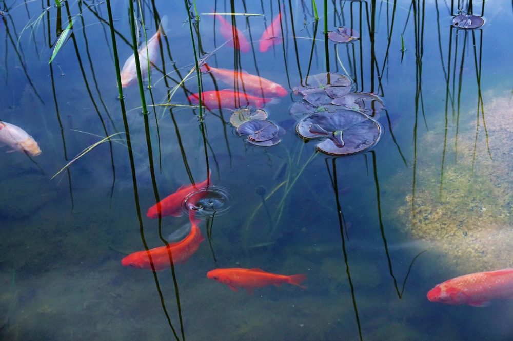 Fortpflanzung der Goldfische Gartenteich Ratgeber