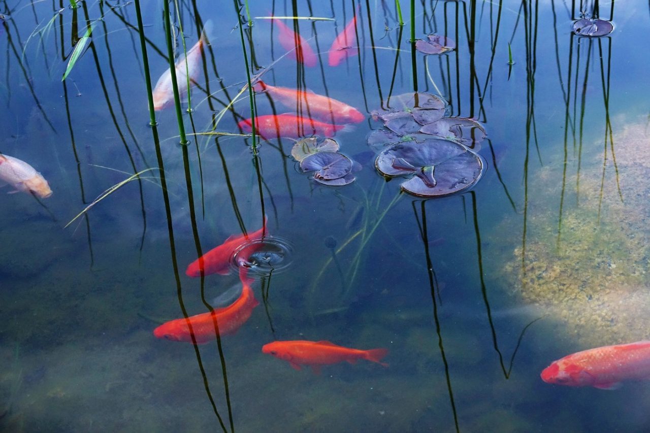 Wassertemperatur zur Fortpflanzung der Goldfische