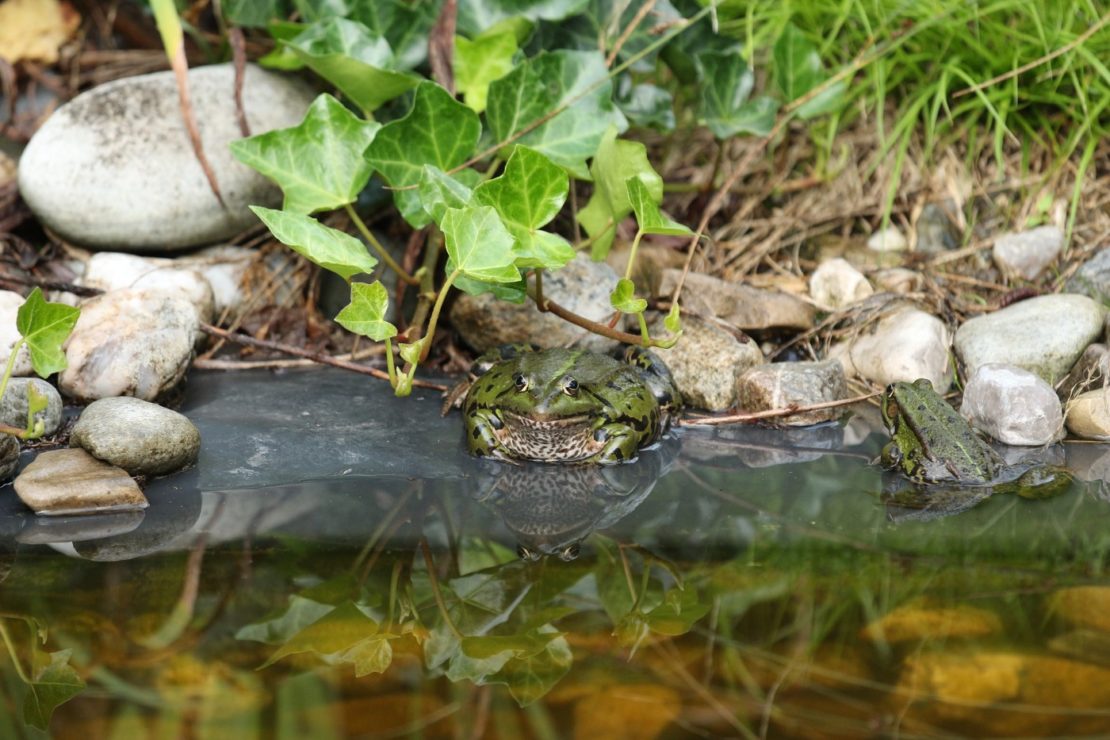 Teich säubern im Herbst