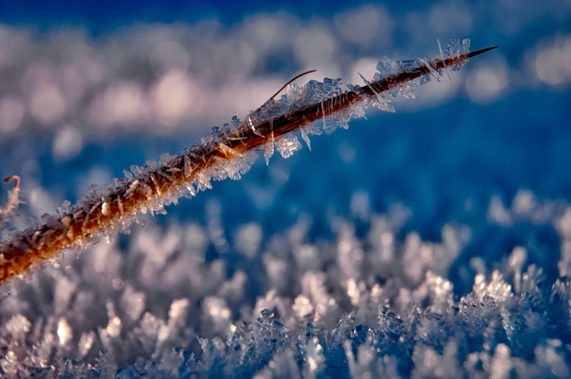 Teichpflanzen überwintern