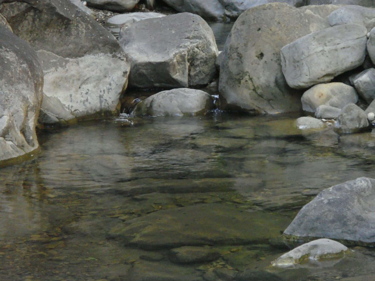 Wassergumpen am Bachlauf