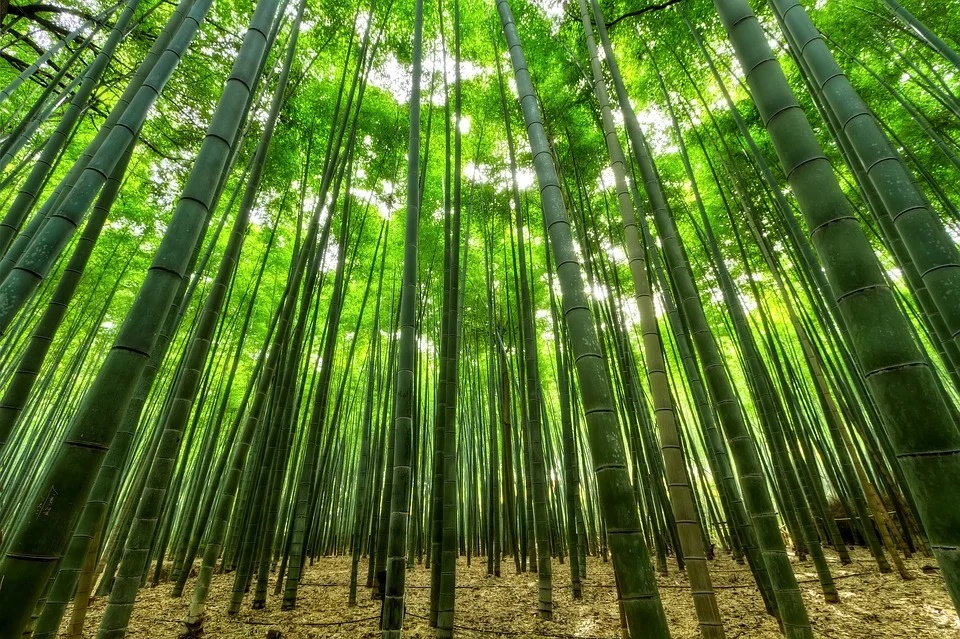 Wie schnell wächst Bambus