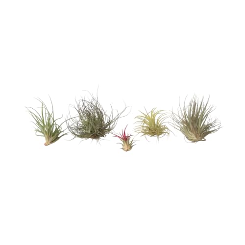 Plant in a Box - Tillandsien Pflanzen mix - 5er Mix - Luftpflanzen echt - Tillandsia - Höhe 5-15cm