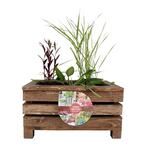 UNUS Garden Miniteich mit DREI Wasserpflanzen, Balkonteich mit Holzkiste, Teichbecken und Pflanzen