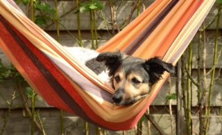 Garten hundefreundlich gestalten