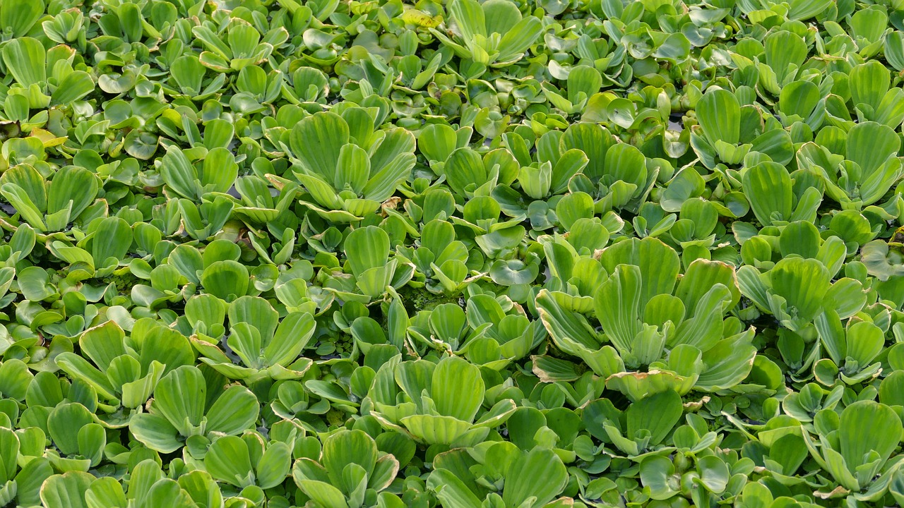 Muschelblume als Exot
