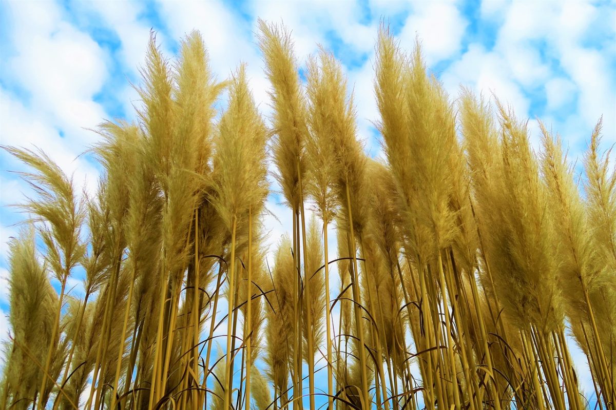 Schilf richtig pflanzen Gartenteich Ratgeber