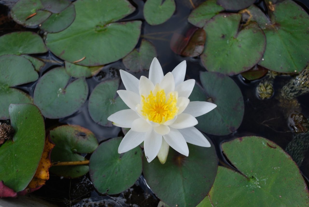 Attraktive Seerose für den kleinen Teich