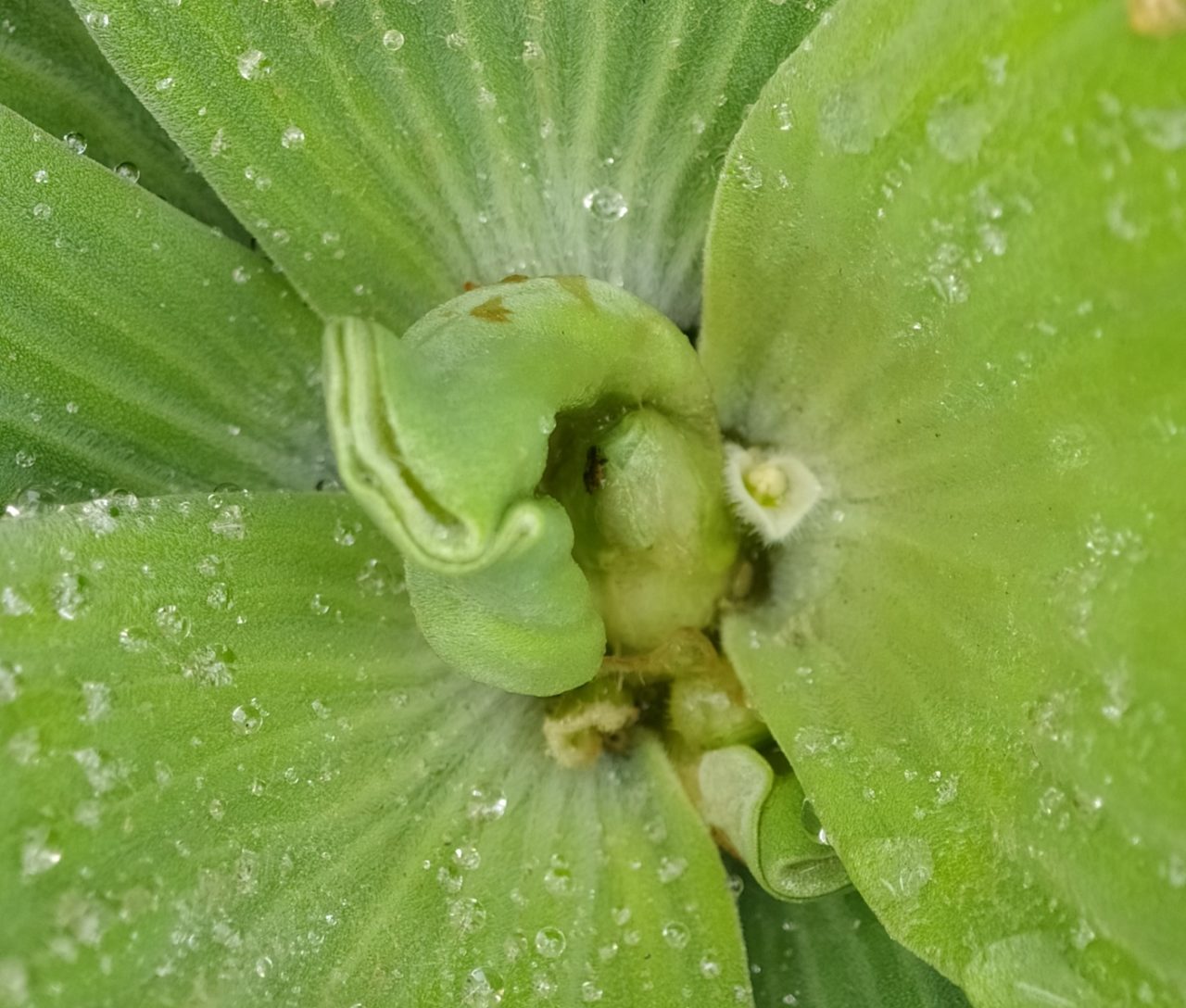 Blüten der Muschelblume