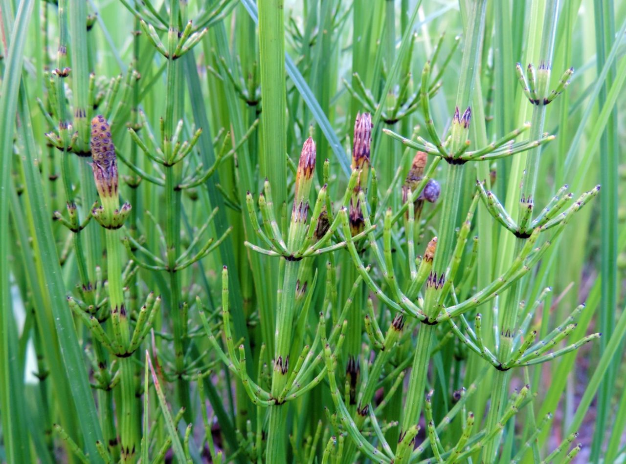 Blüten am Schachtelhalm