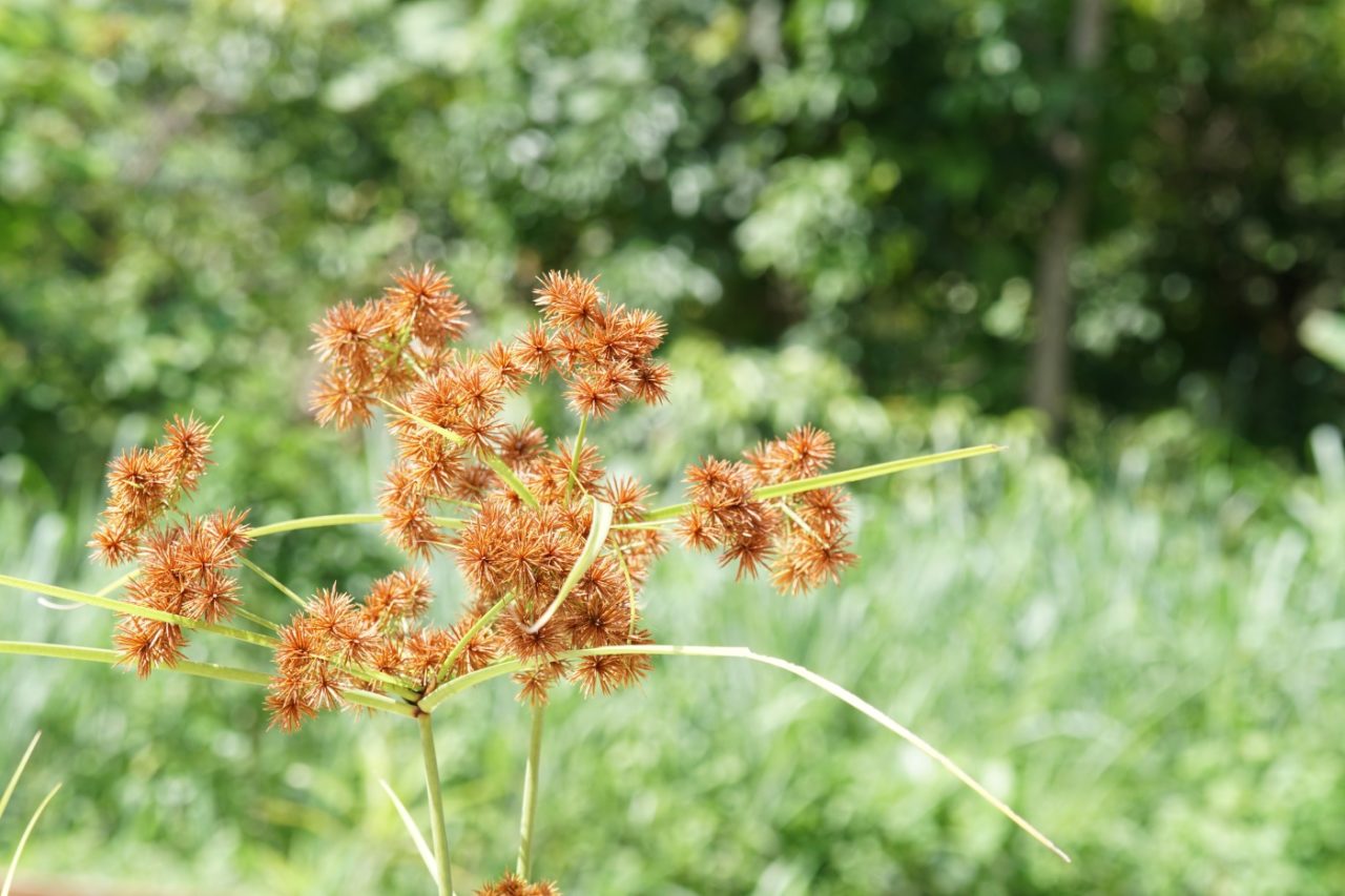 Blüten beim Zyperngras